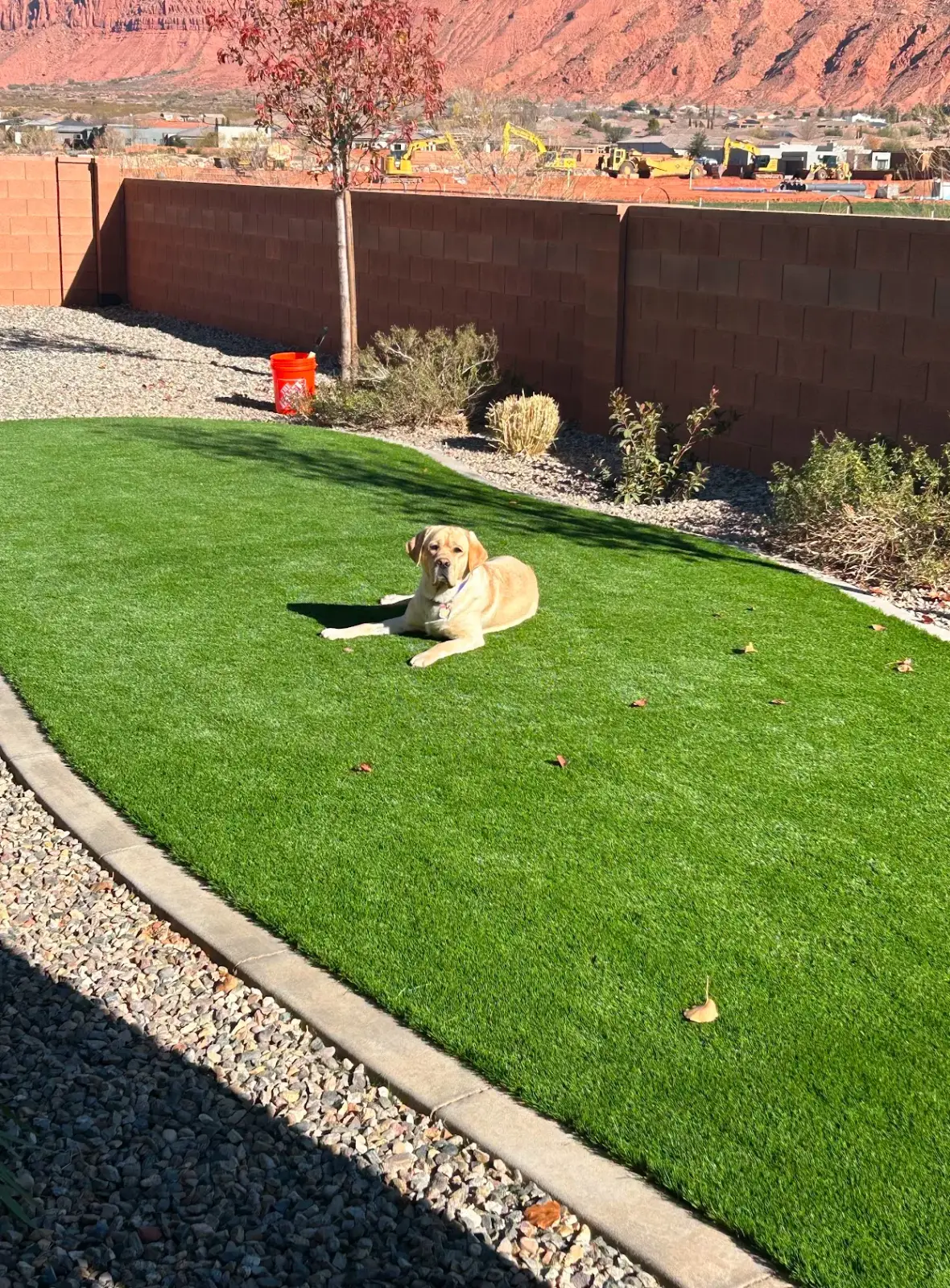 A dog relaxing on a backyard artificial turf lawn